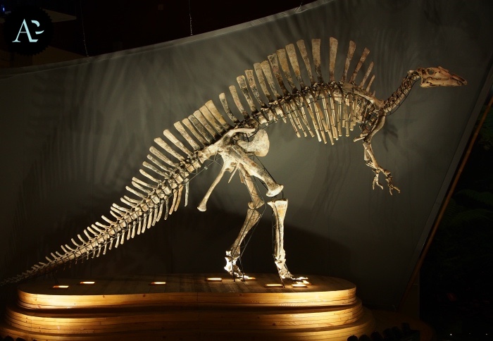 museo storia naturale | dinosauro