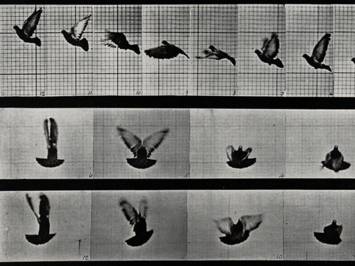 Edward Muybridge | volo di un uccello