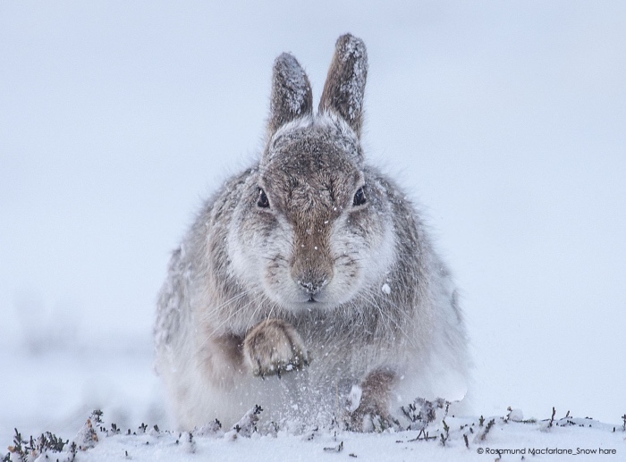 Rosamund Macfarlane | snow hare