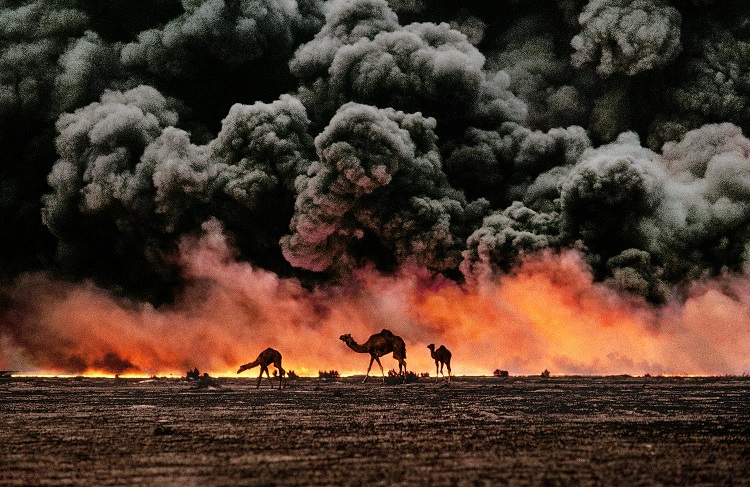 Cammelli e giacimenti di petrolio, Kuwait, 1991 (Camel and oil fields, Kuwait, 1991) ©Steve McCurry