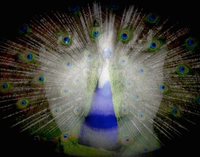 marchesa luisa casati stampa 1