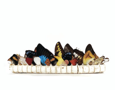 Alice Padovani, Eterotopia vertebrale, Innesti