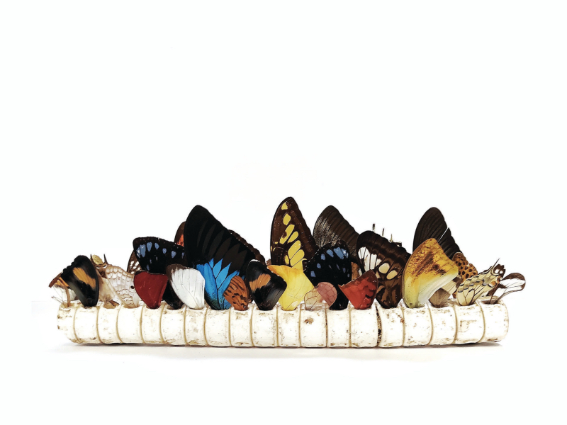 Alice Padovani, Eterotopia vertebrale, Innesti