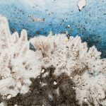 Davide Cantoni | Coral Bleaching Australia
