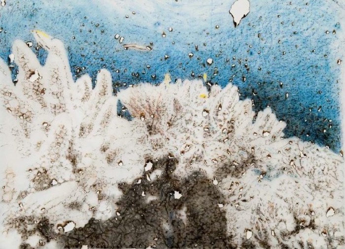 Davide Cantoni | Coral Bleaching Australia 