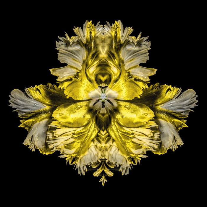 img Jeff Robb, Gold Baroque, Rorschach Flower Serie | Cris Contini Contemporary