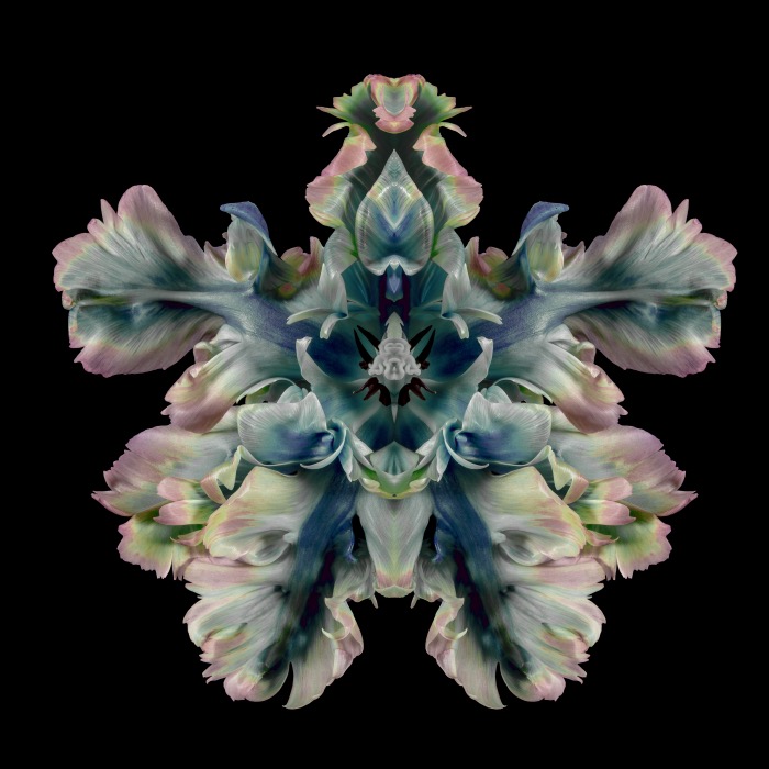 Jeff Robb | flowers