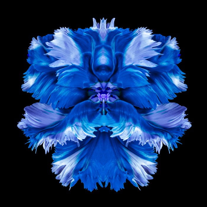 img Jeff Robb Sibilus Spiritus, Rorschach Flower Series | Cris Contini Contemporary