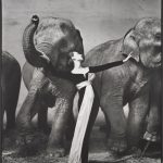 Richard Avedon | Dovima with elephants