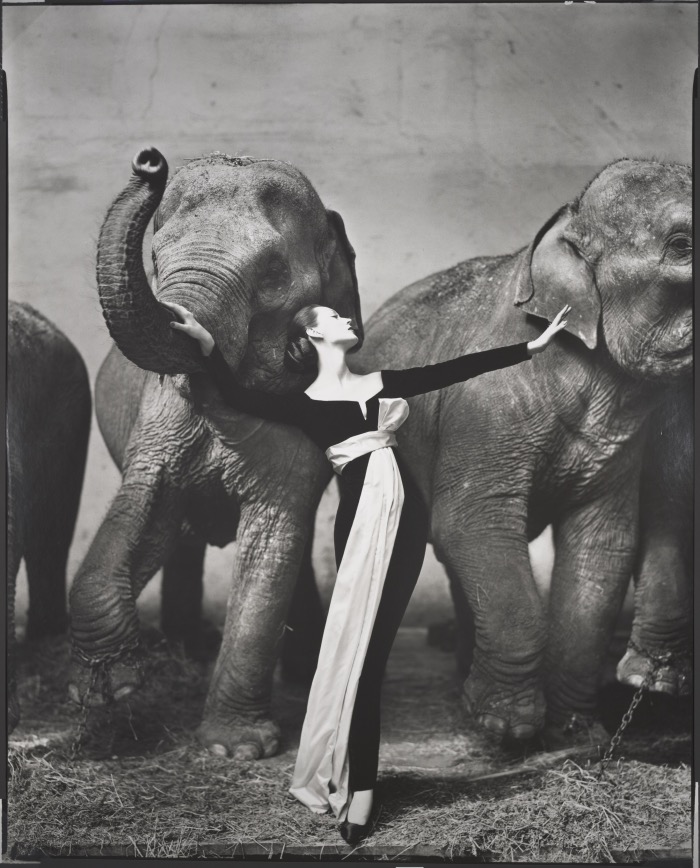 Richard Avedon | Dovima with elephants