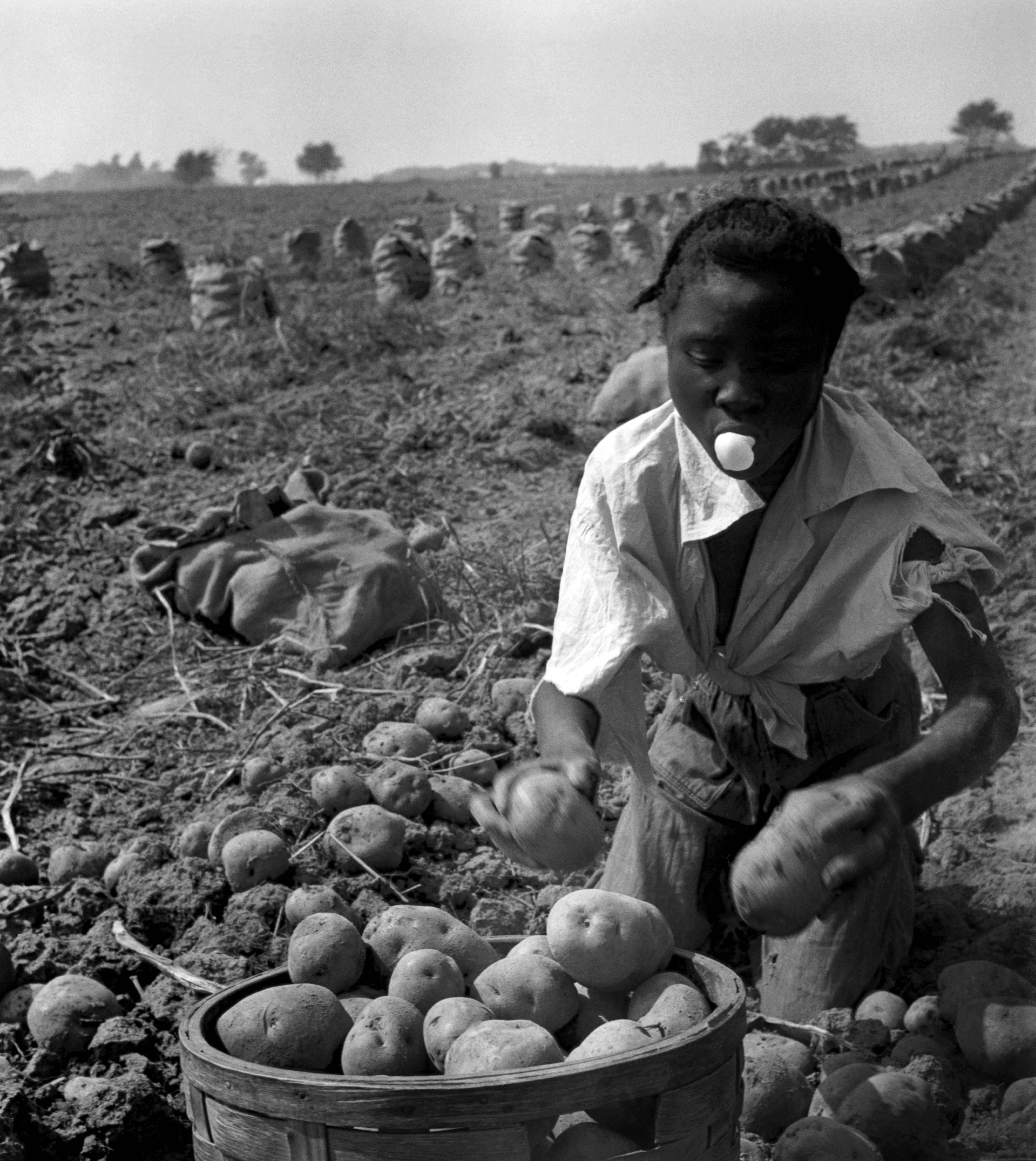 Migrant potato picker, Long Island, New York, USA, 1951 © Eve Arnold / Magnum Photos